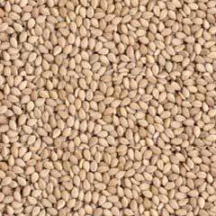 Roasted Sesame Seeds Exporters